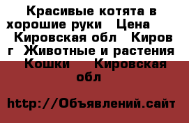 Красивые котята в хорошие руки › Цена ­ 1 - Кировская обл., Киров г. Животные и растения » Кошки   . Кировская обл.